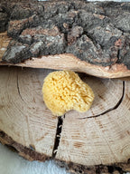 Minerálna morská hubka